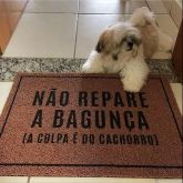 CAPACHO BAGUNÇA DO CACHORRO